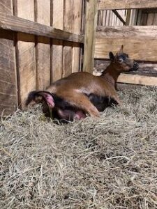 Navigating a Frightful Goat Kidding Experience Image